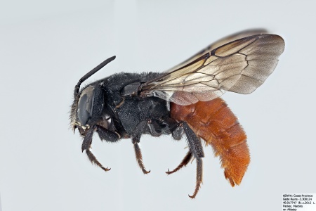 [Euaspis female (lateral/side view) thumbnail]
